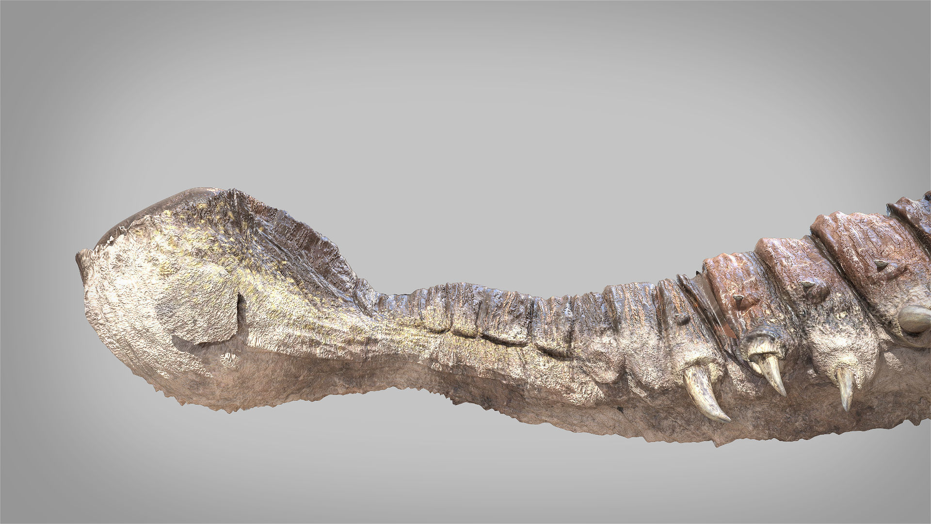 Ankylosaurus Rigged 3D model Low-poly 3D model_9