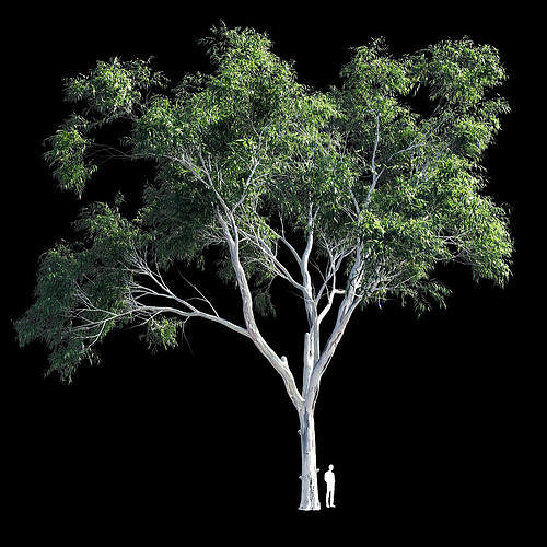 Eucalyptus 9 tree - tree 3D model