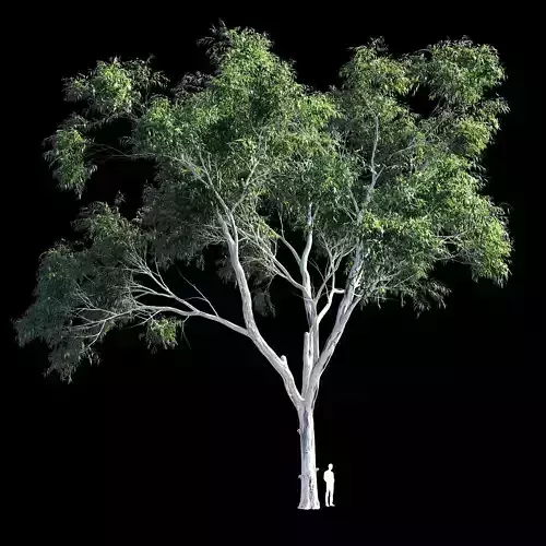 Eucalyptus 9 tree - tree 3D model