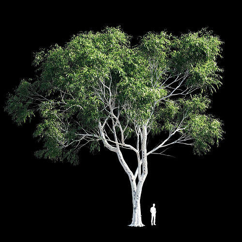 Eucalyptus 8 tree 3D model