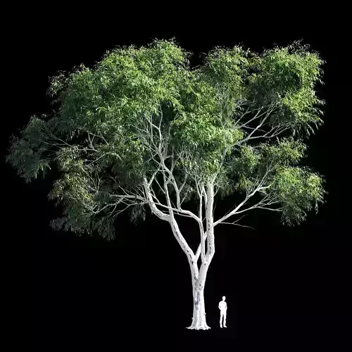 Eucalyptus 8 tree 3D model