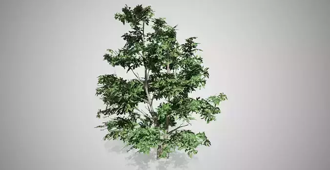 Korean Stewartia Tree Low-poly 3D model