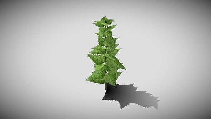 Stinging Nettle Low-poly 3D model