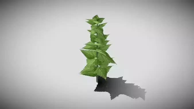 Stinging Nettle Low-poly 3D model