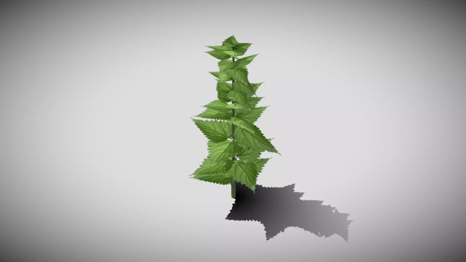 Stinging Nettle Low-poly 3D model_0