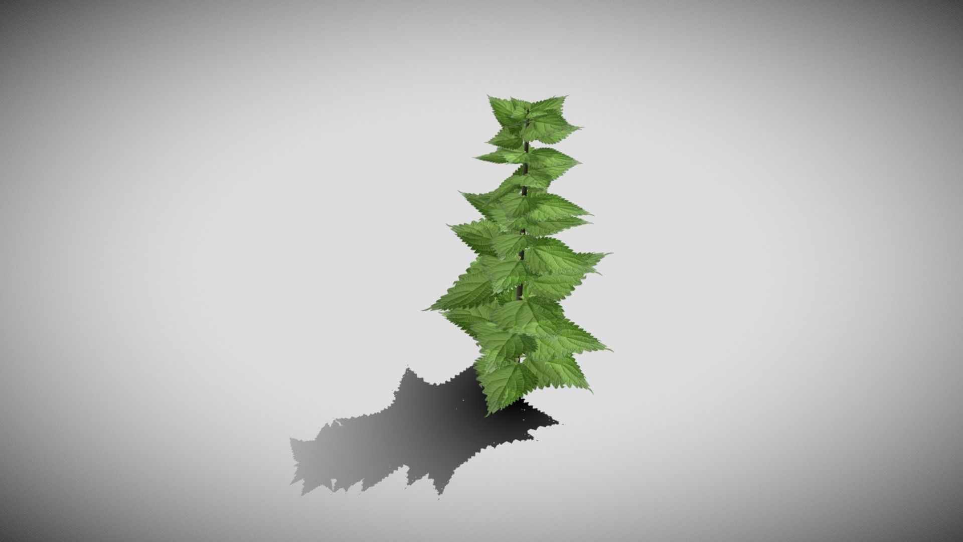 Stinging Nettle Low-poly 3D model_5