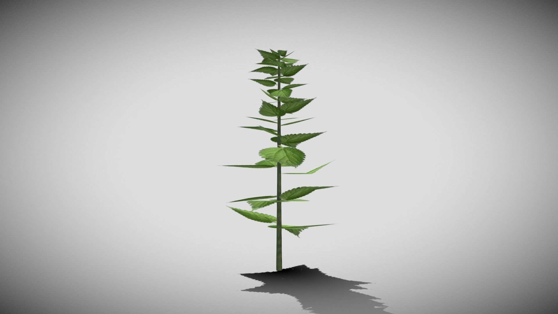 Stinging Nettle Low-poly 3D model_1