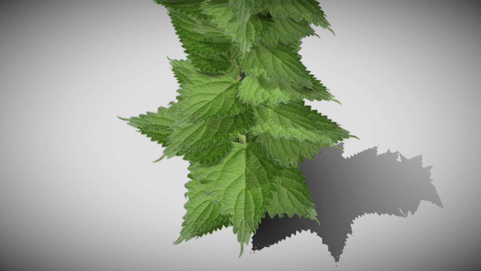 Stinging Nettle Low-poly 3D model_4