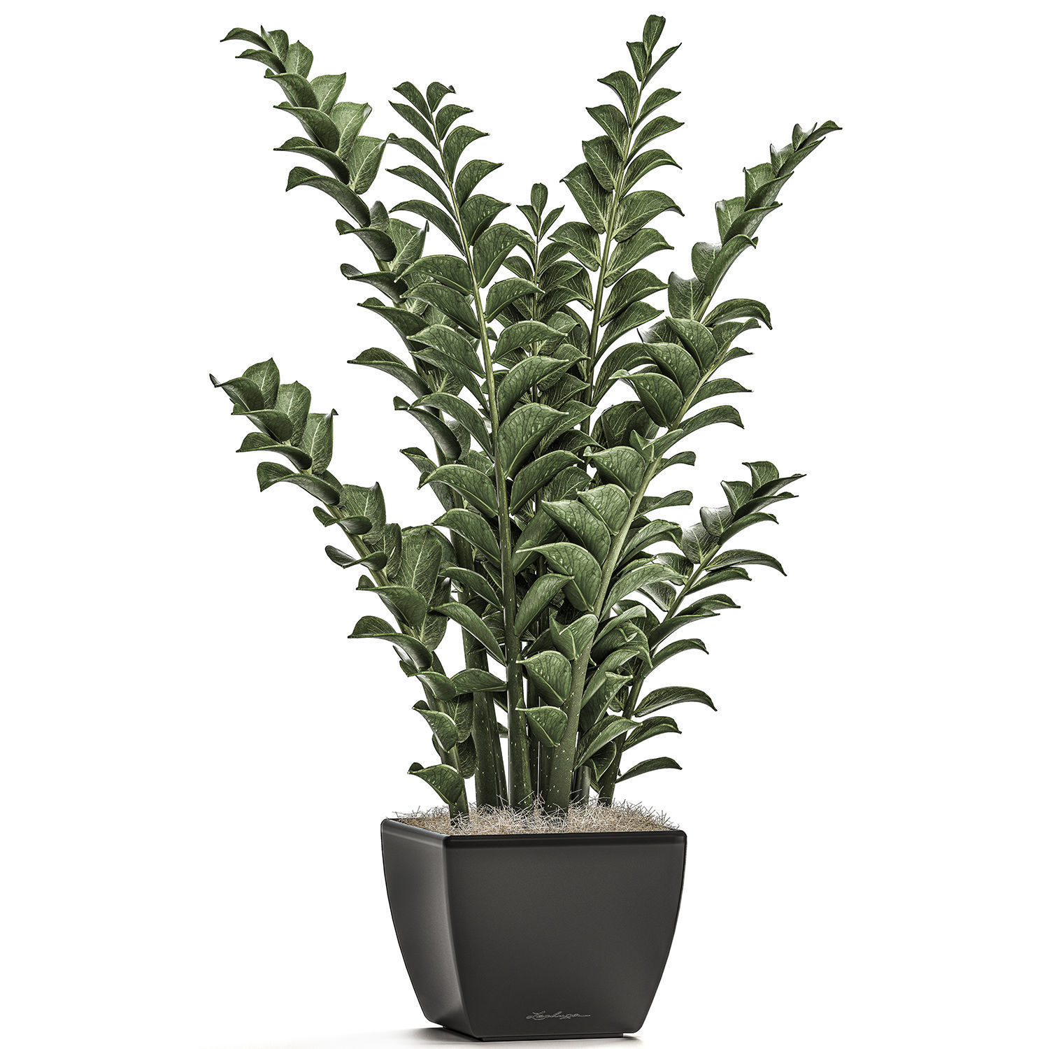Zamioculcas in pots on a stand for the interior 527 3D model_2