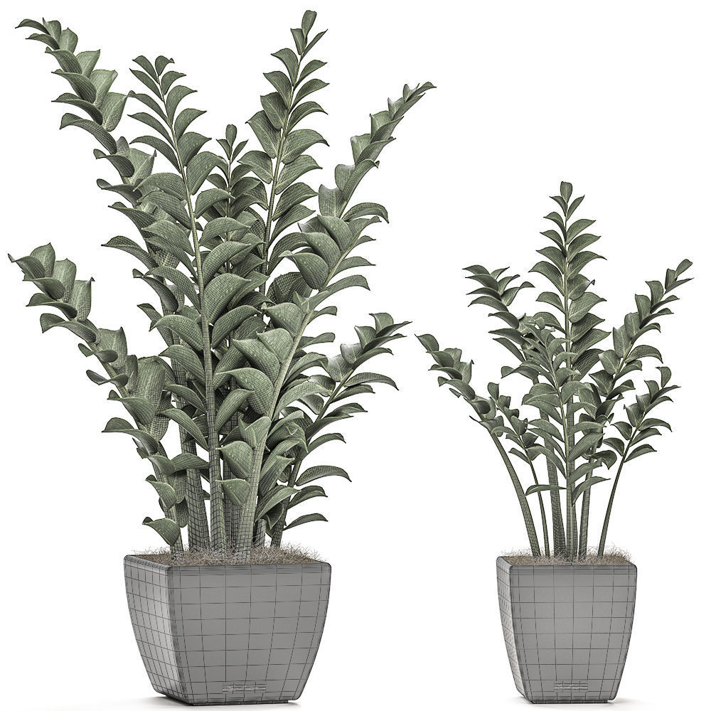 Zamioculcas in pots on a stand for the interior 527 3D model_6