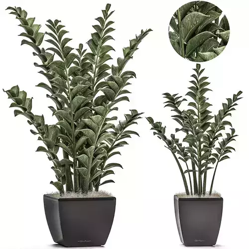 Zamioculcas in pots on a stand for the interior 527 3D model