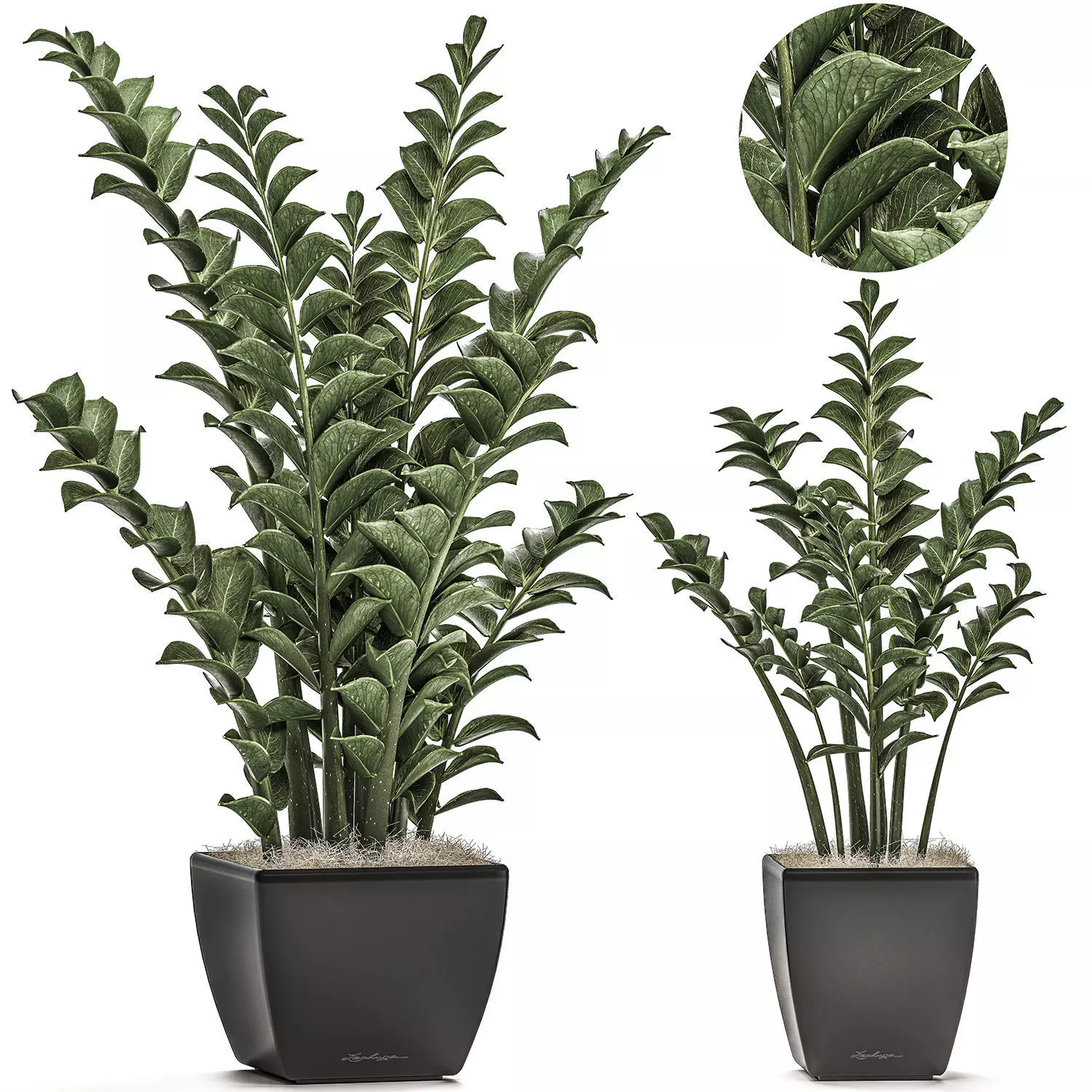 Zamioculcas in pots on a stand for the interior 527 3D model_0