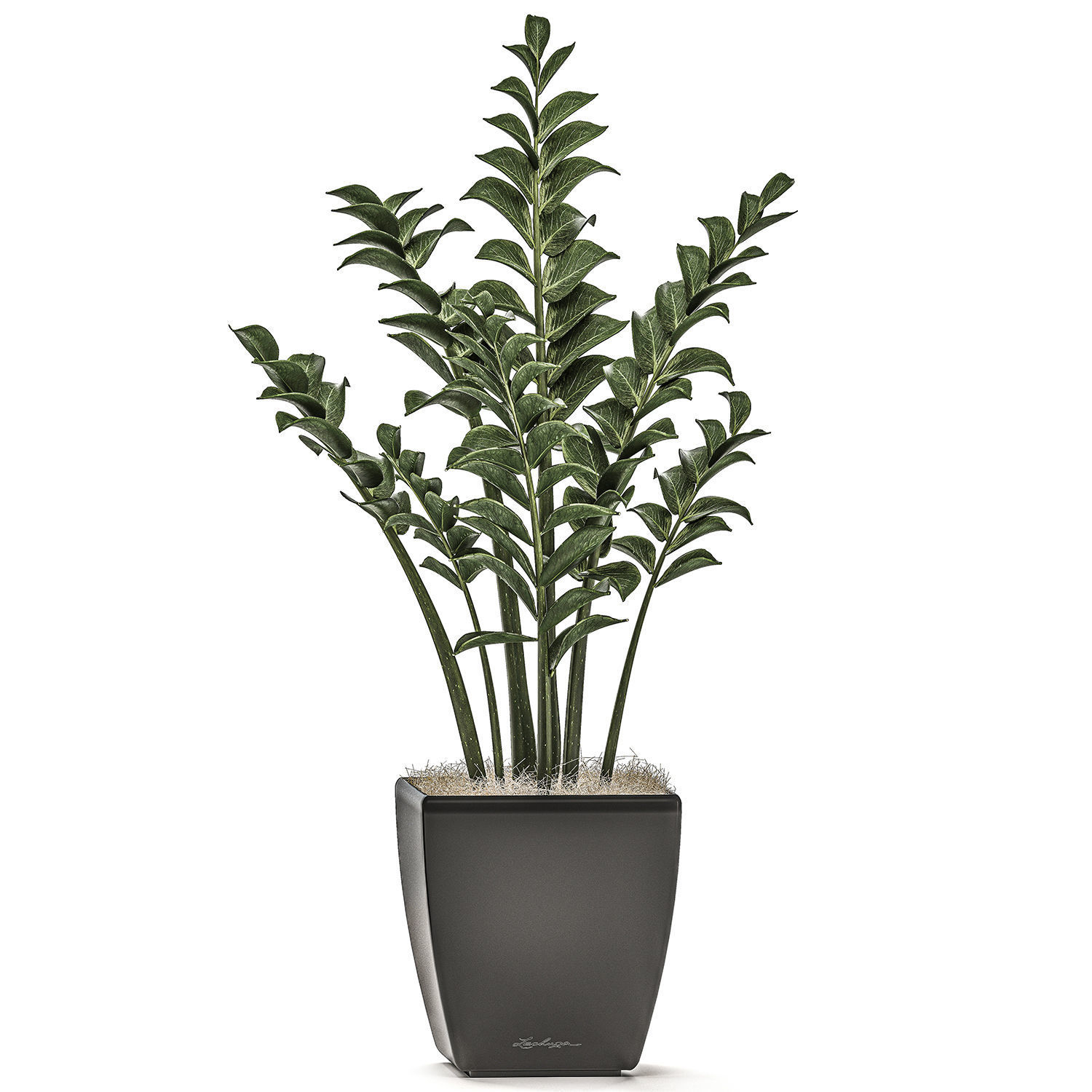 Zamioculcas in pots on a stand for the interior 527 3D model_3