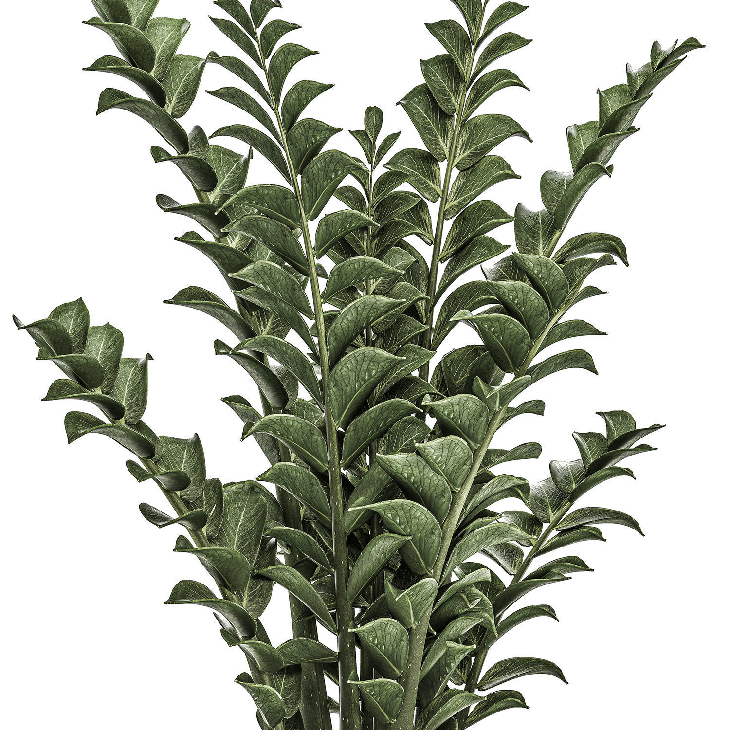 Zamioculcas in pots on a stand for the interior 527 3D model_4