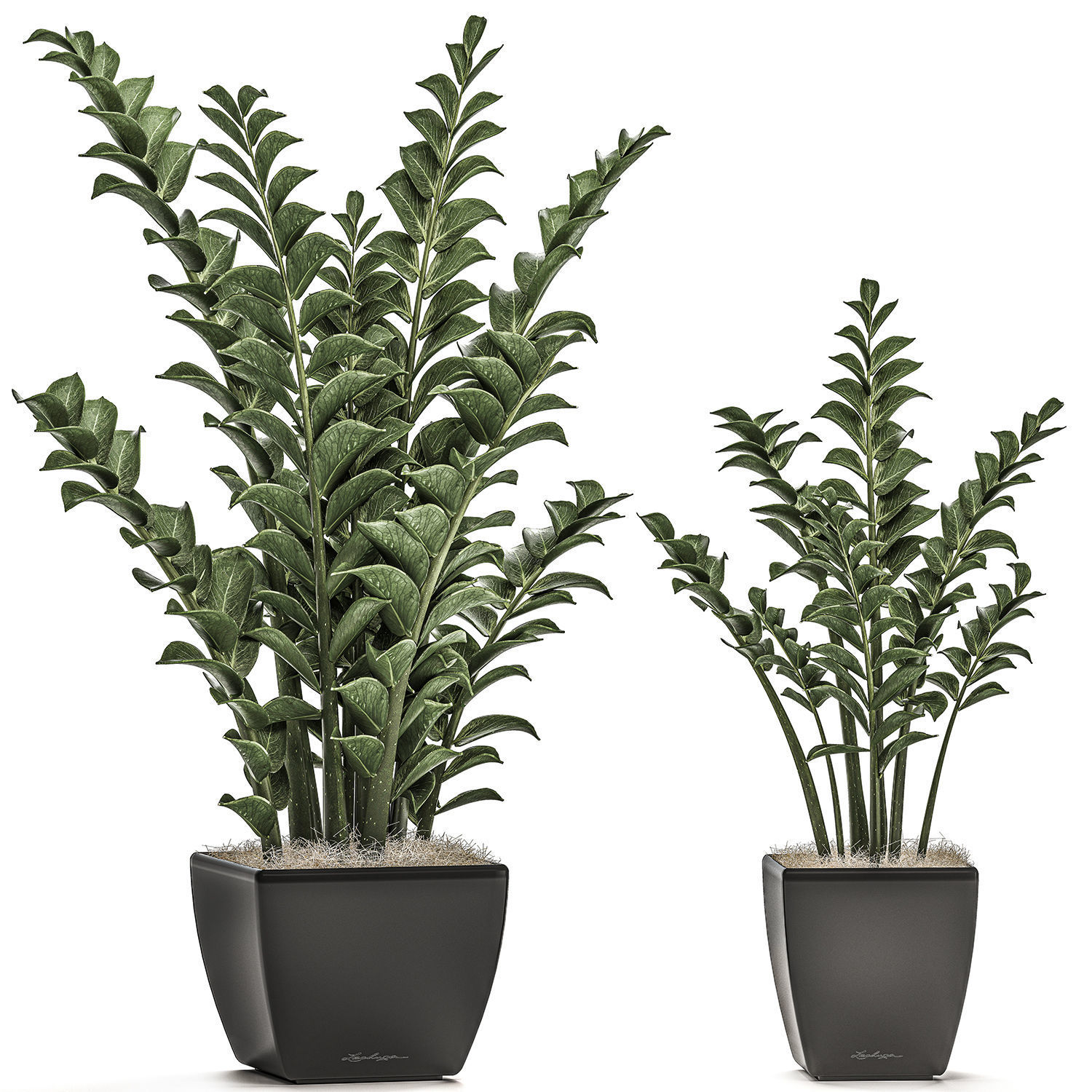 Zamioculcas in pots on a stand for the interior 527 3D model_1