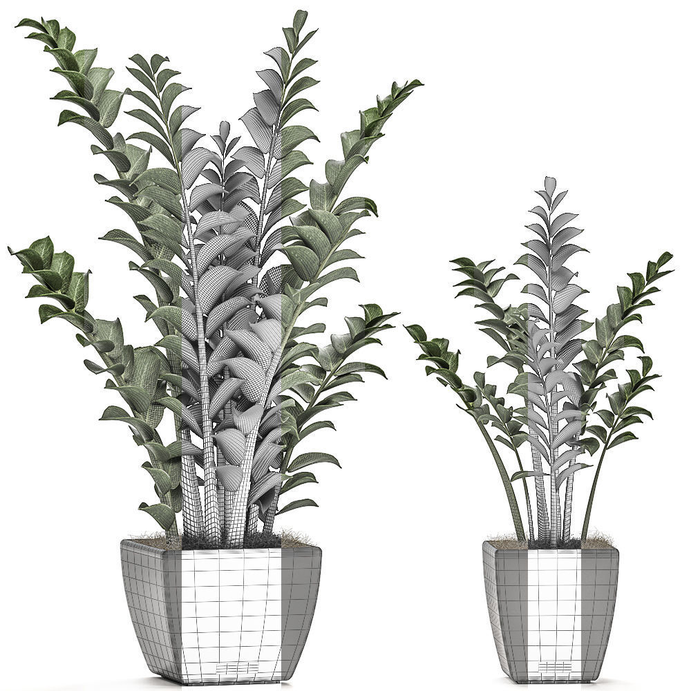 Zamioculcas in pots on a stand for the interior 527 3D model_5