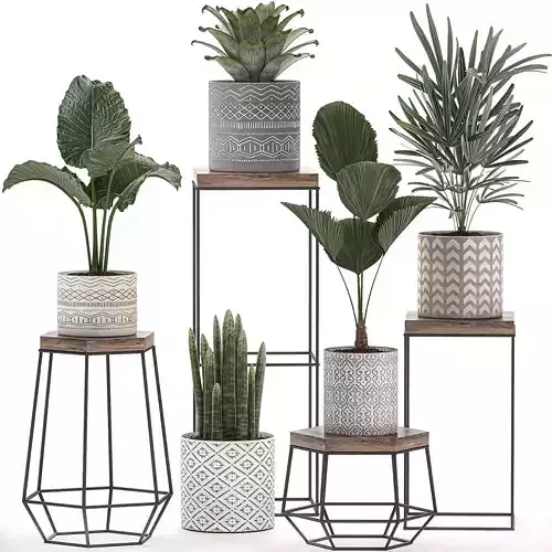 Decorative plants in pots on a stand for the interior 528