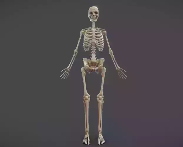 Male Skeletal System Skeleton
