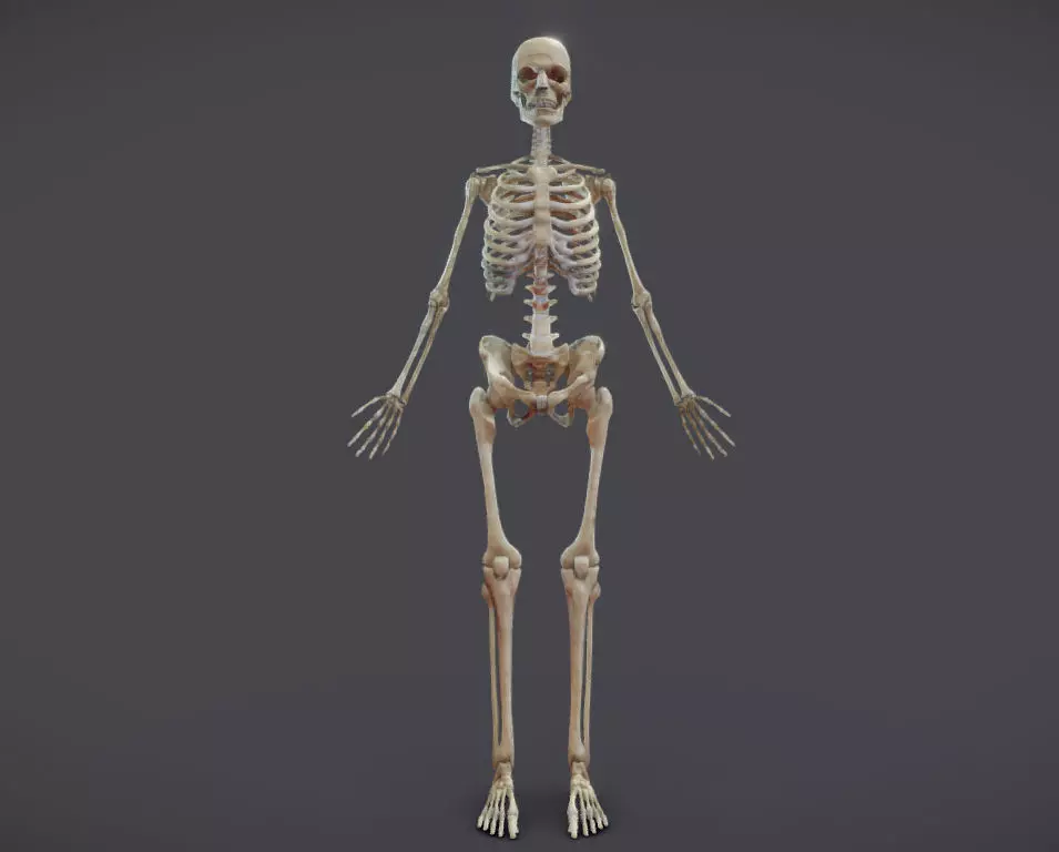 Male Skeletal System Skeleton Low-poly 3D model_0