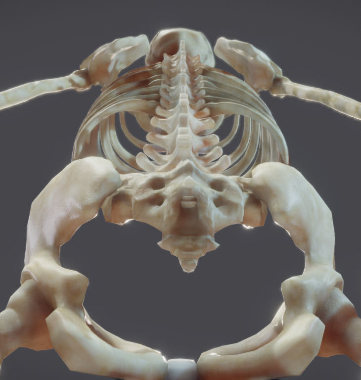 Male Skeletal System Skeleton Low-poly 3D model_3