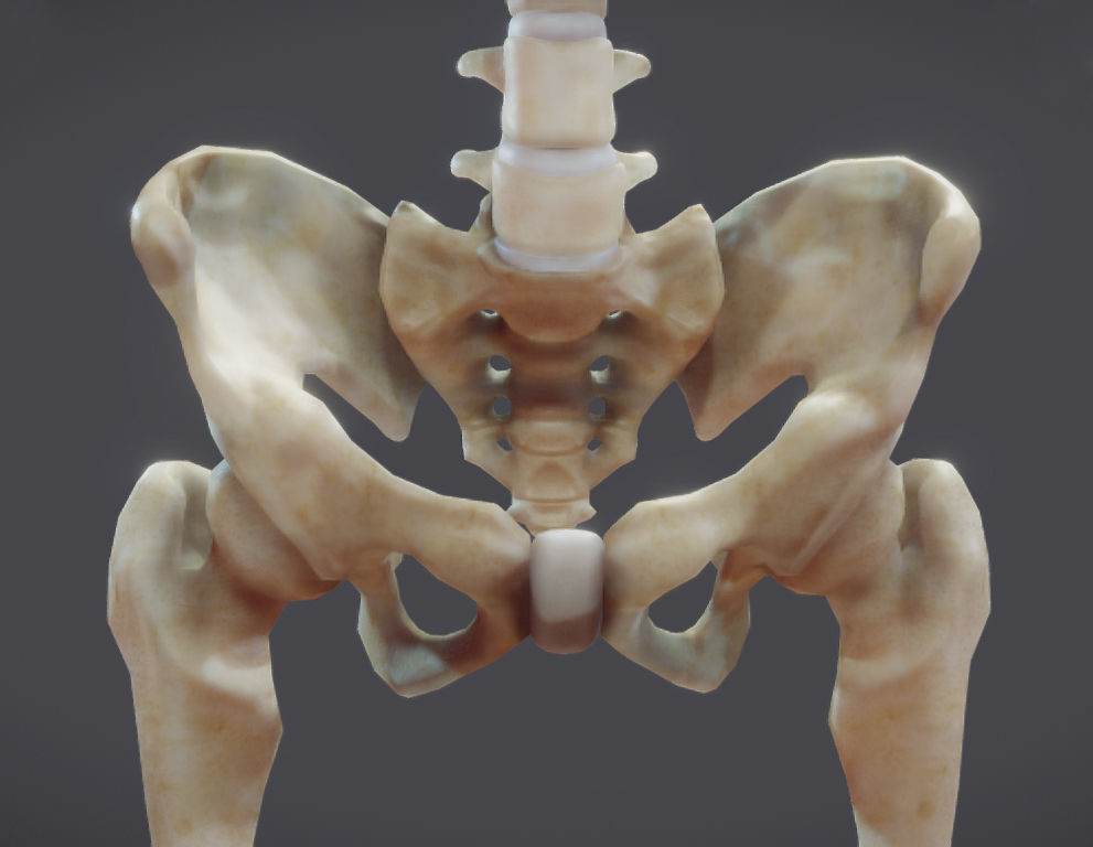 Male Skeletal System Skeleton Low-poly 3D model_1