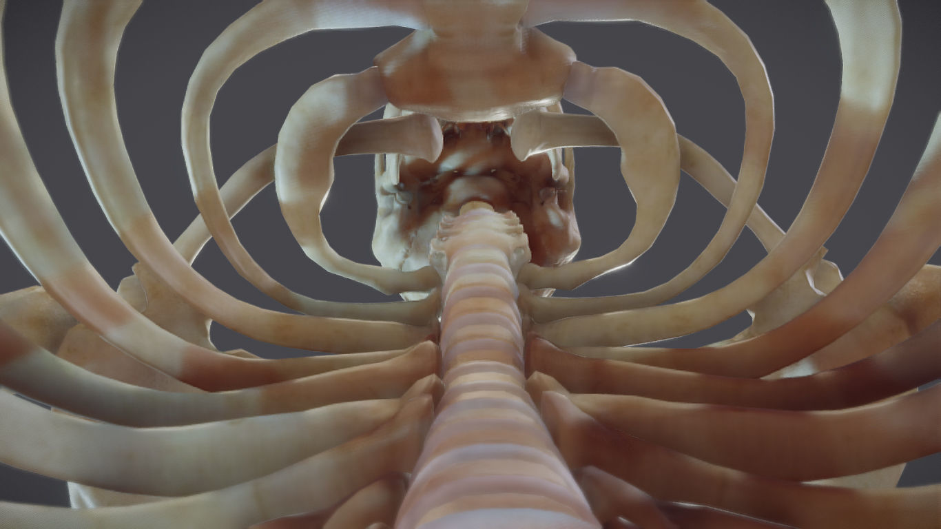 Male Skeletal System Skeleton Low-poly 3D model_15