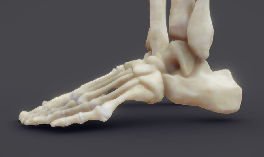 Male Skeletal System Skeleton Low-poly 3D model_7