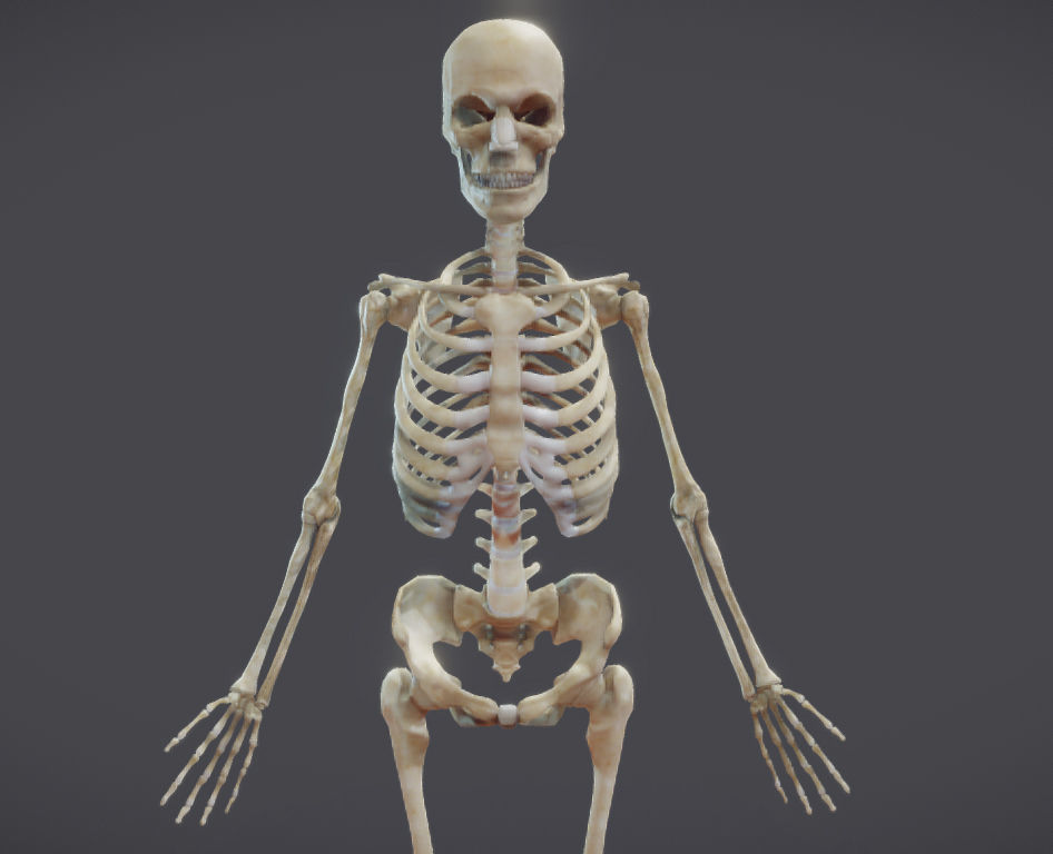 Male Skeletal System Skeleton Low-poly 3D model_17