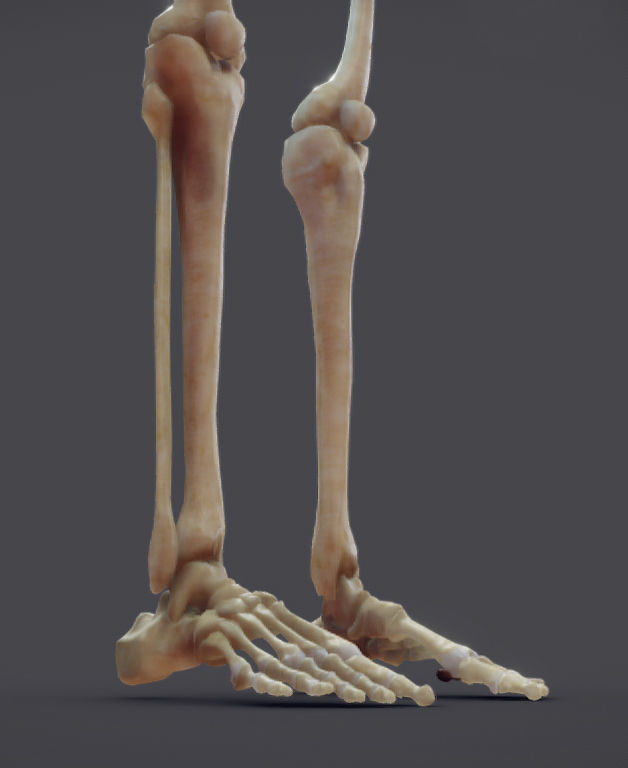 Male Skeletal System Skeleton Low-poly 3D model_9