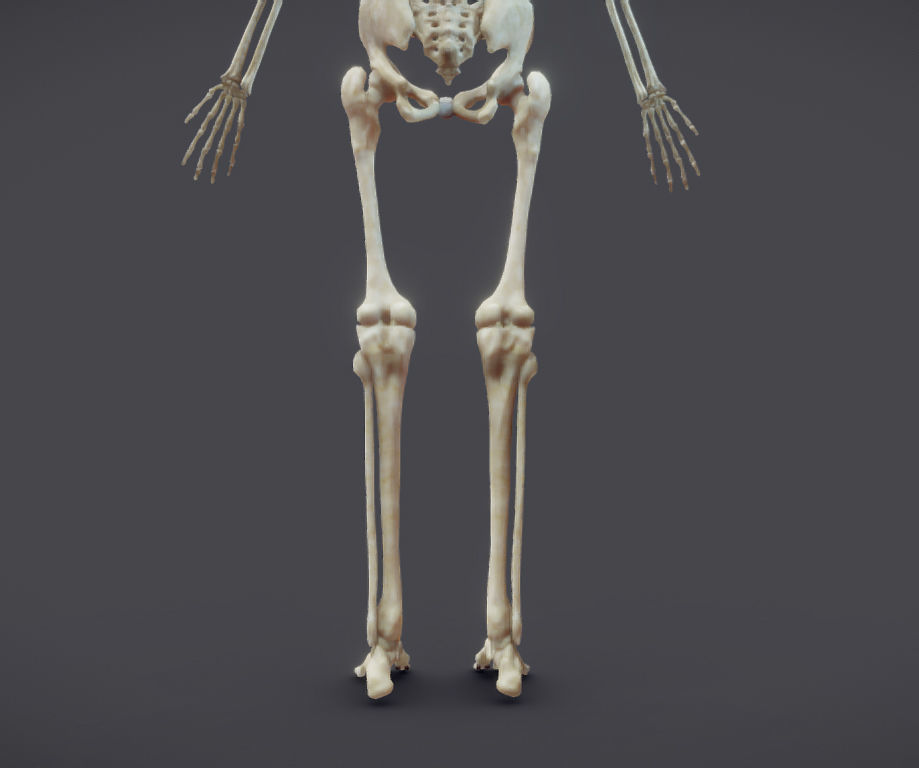 Male Skeletal System Skeleton Low-poly 3D model_19