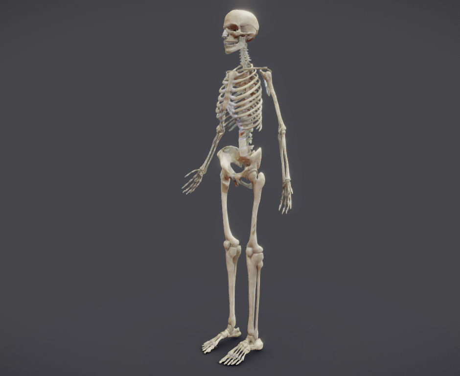 Male Skeletal System Skeleton Low-poly 3D model_11