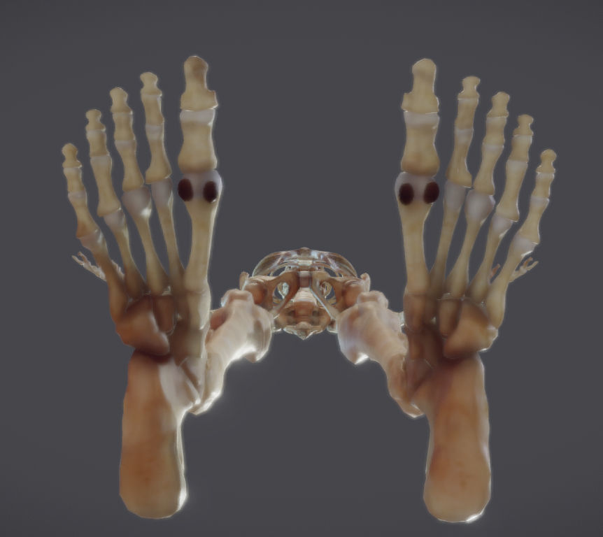 Male Skeletal System Skeleton Low-poly 3D model_8