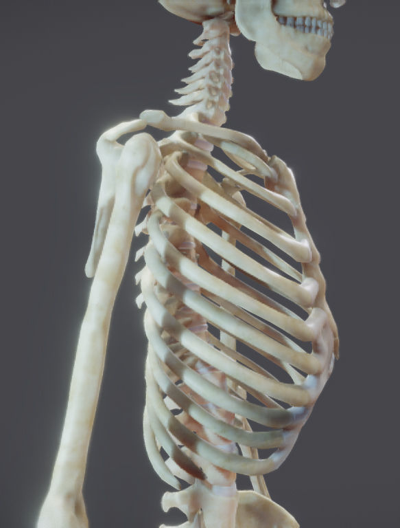 Male Skeletal System Skeleton Low-poly 3D model_12