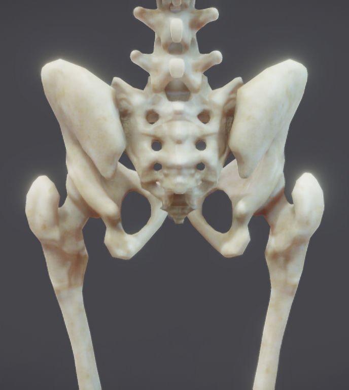 Male Skeletal System Skeleton Low-poly 3D model_10