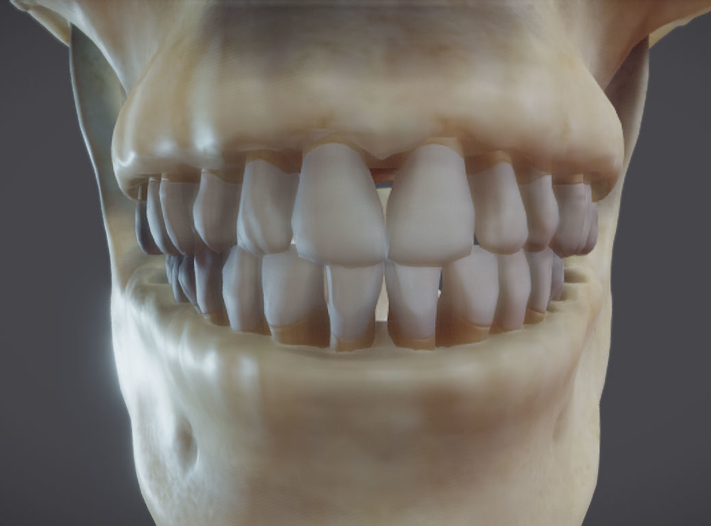 Male Skeletal System Skeleton Low-poly 3D model_22