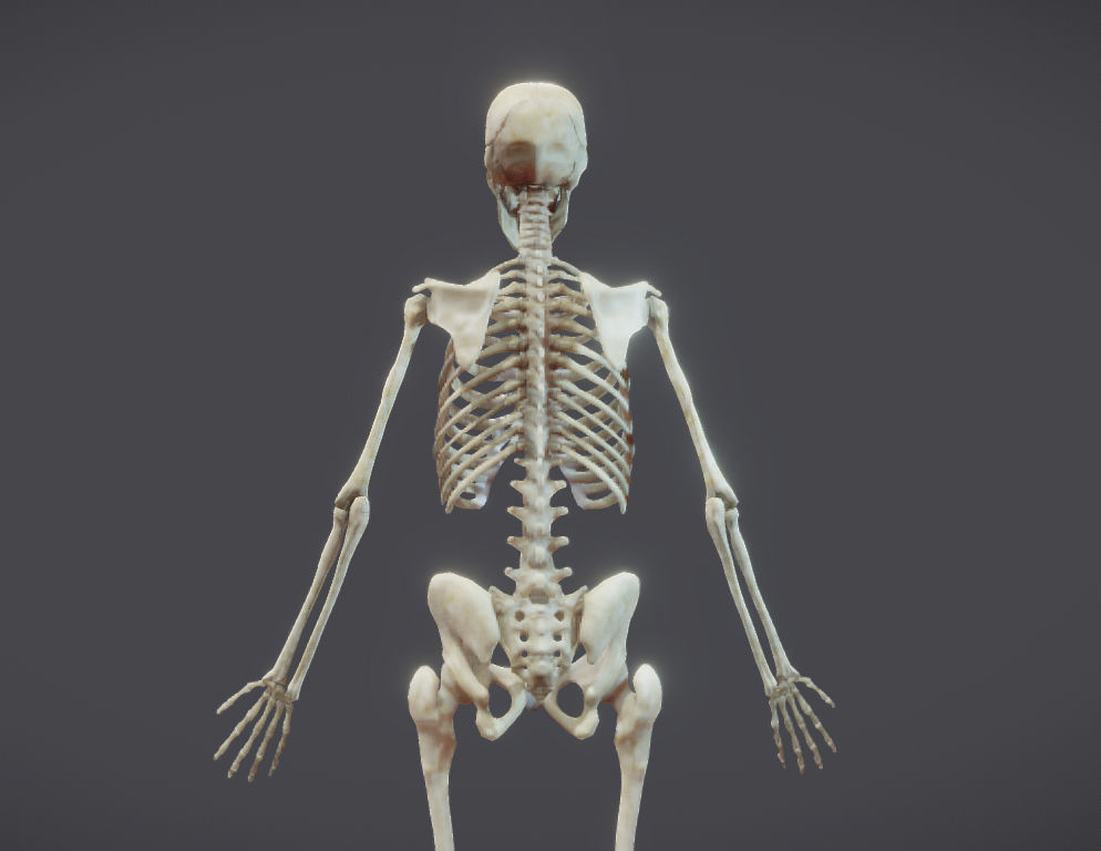 Male Skeletal System Skeleton Low-poly 3D model_18