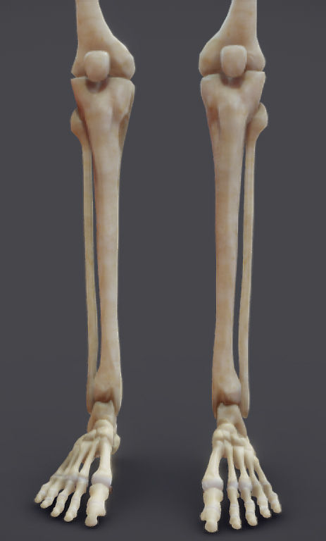 Male Skeletal System Skeleton Low-poly 3D model_6