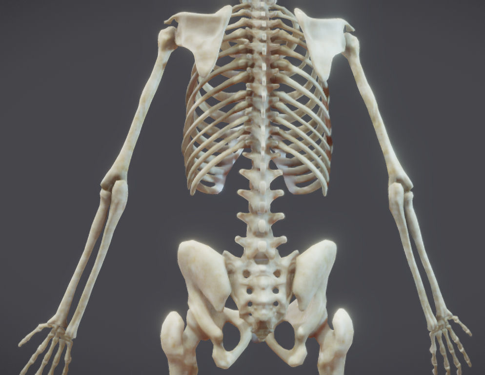 Male Skeletal System Skeleton Low-poly 3D model_4