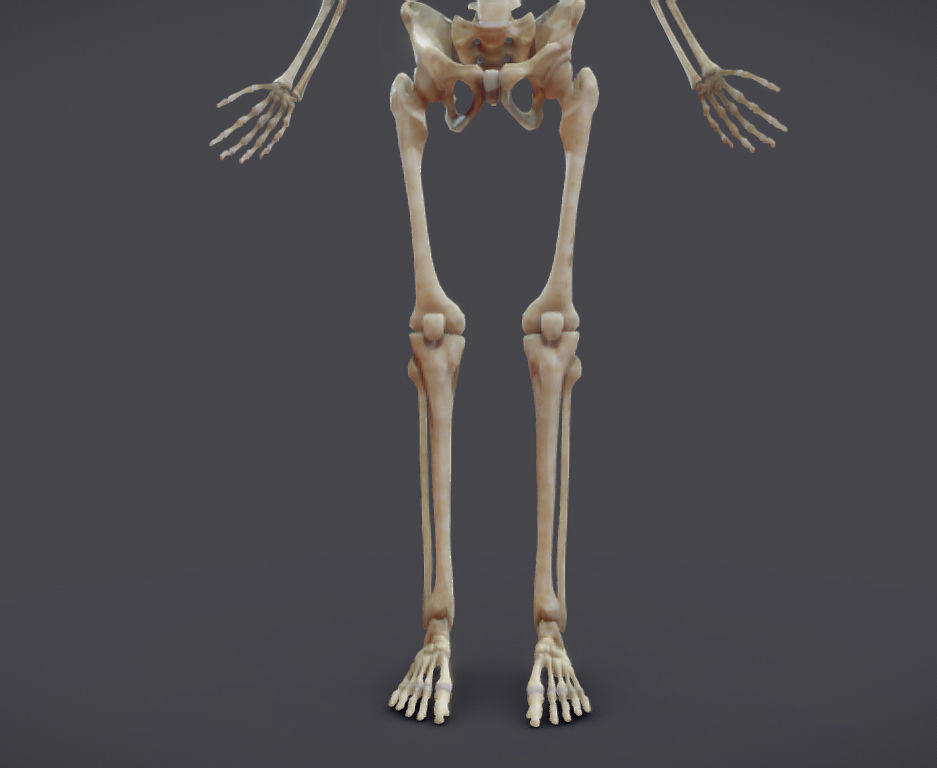 Male Skeletal System Skeleton Low-poly 3D model_20