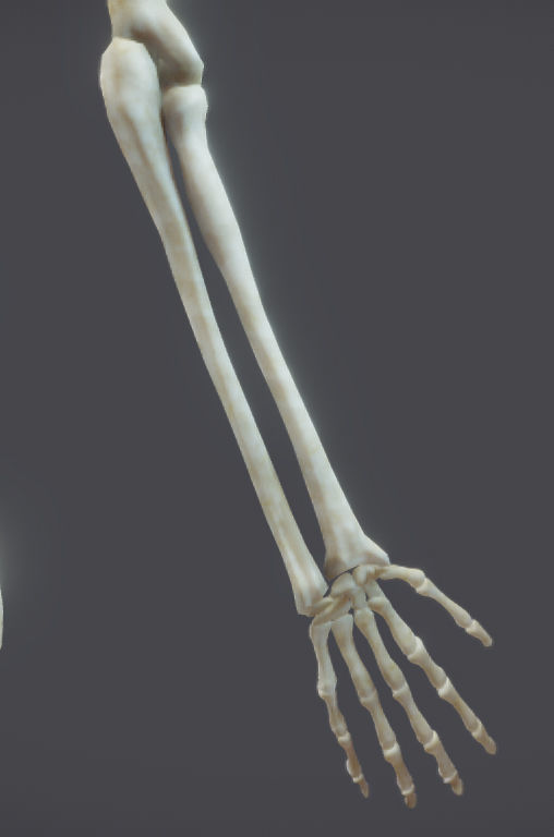 Male Skeletal System Skeleton Low-poly 3D model_5