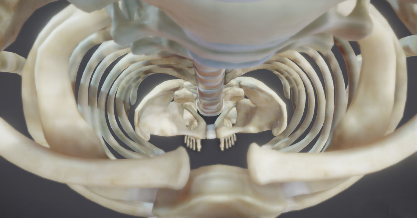 Male Skeletal System Skeleton Low-poly 3D model_13