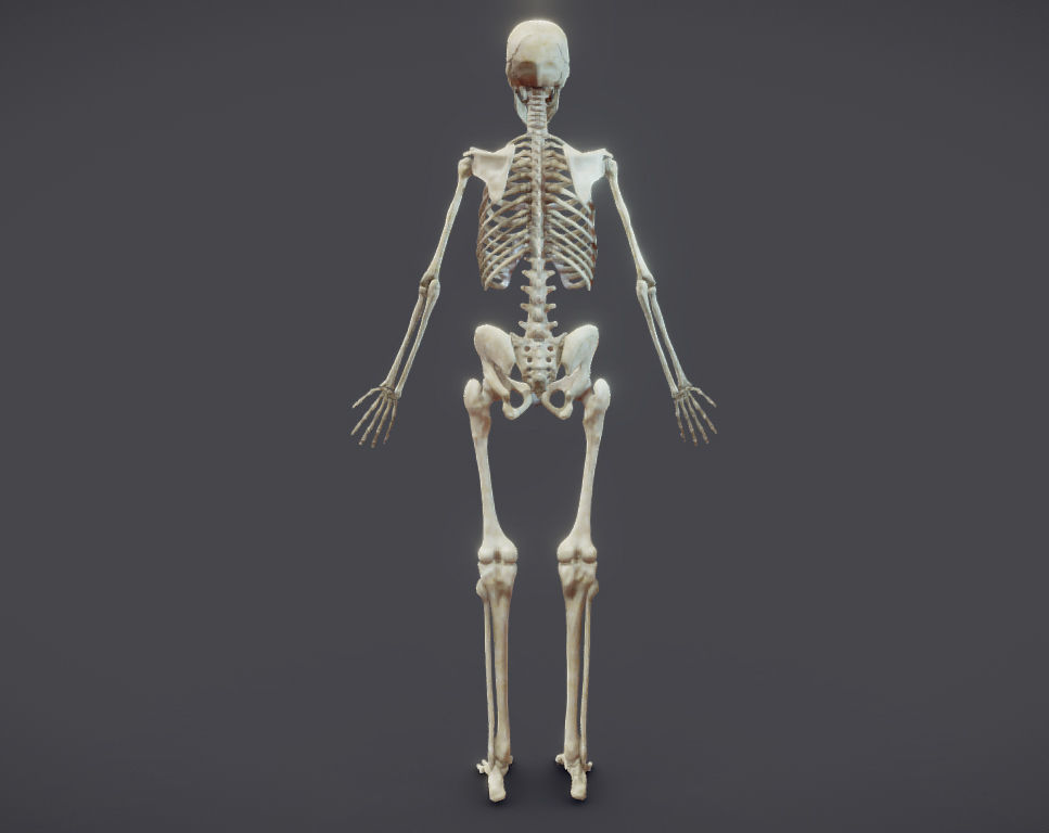 Male Skeletal System Skeleton Low-poly 3D model_16