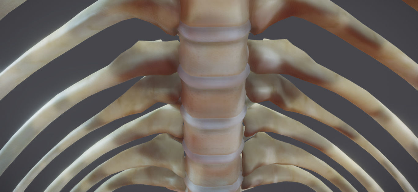 Male Skeletal System Skeleton Low-poly 3D model_14