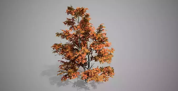 Korean Stewartia Fall Tree