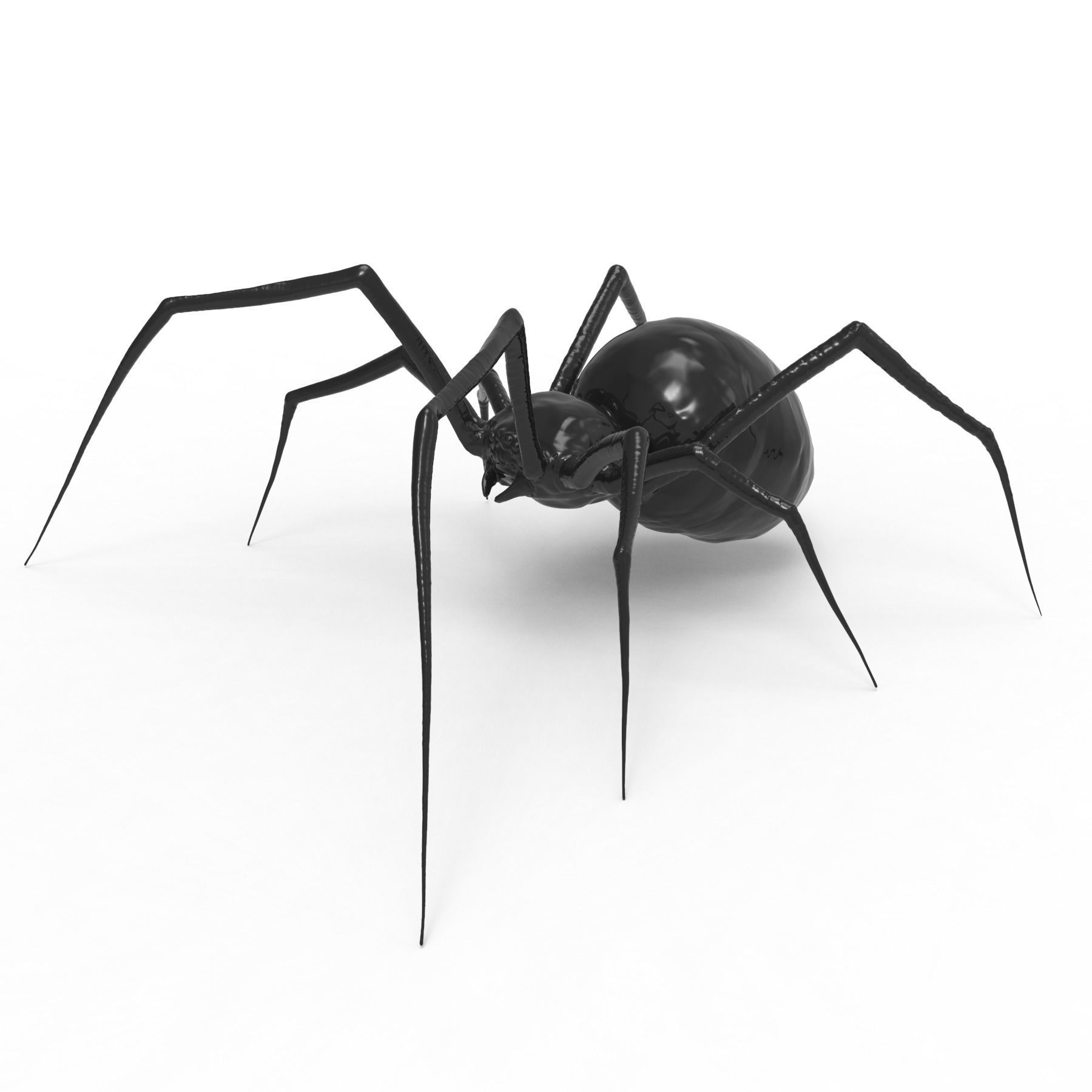 Spider 3D model_5