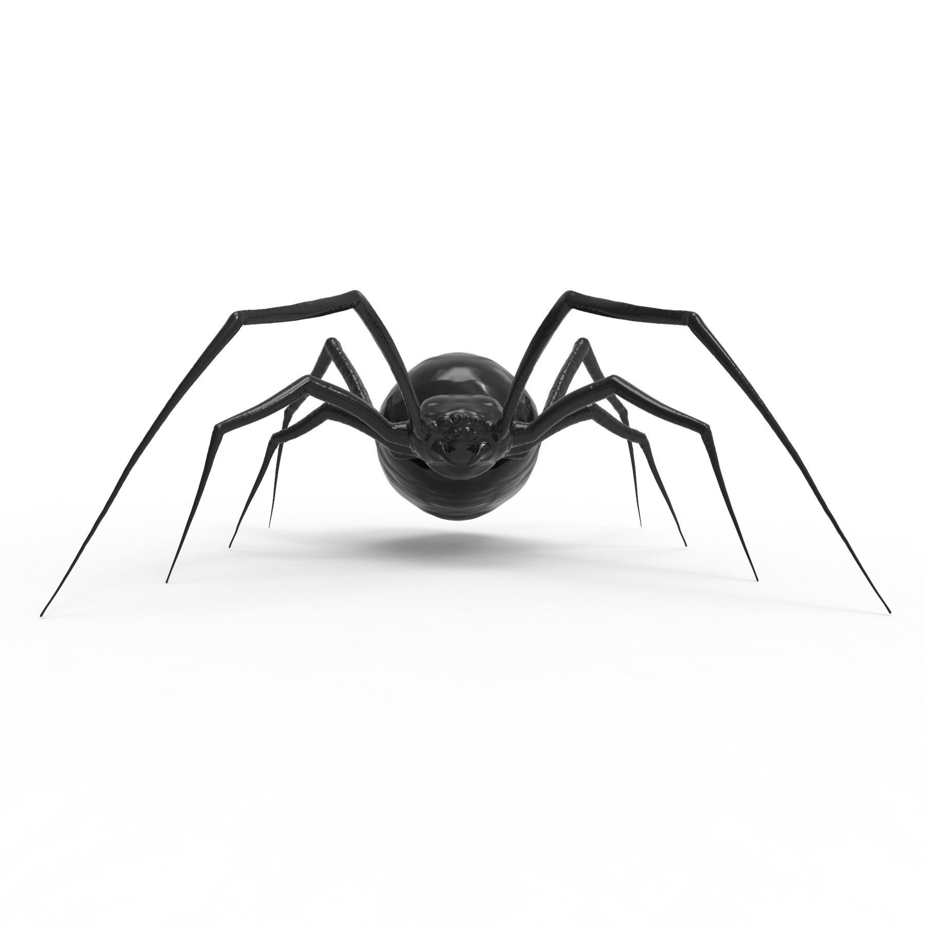 Spider 3D model_4