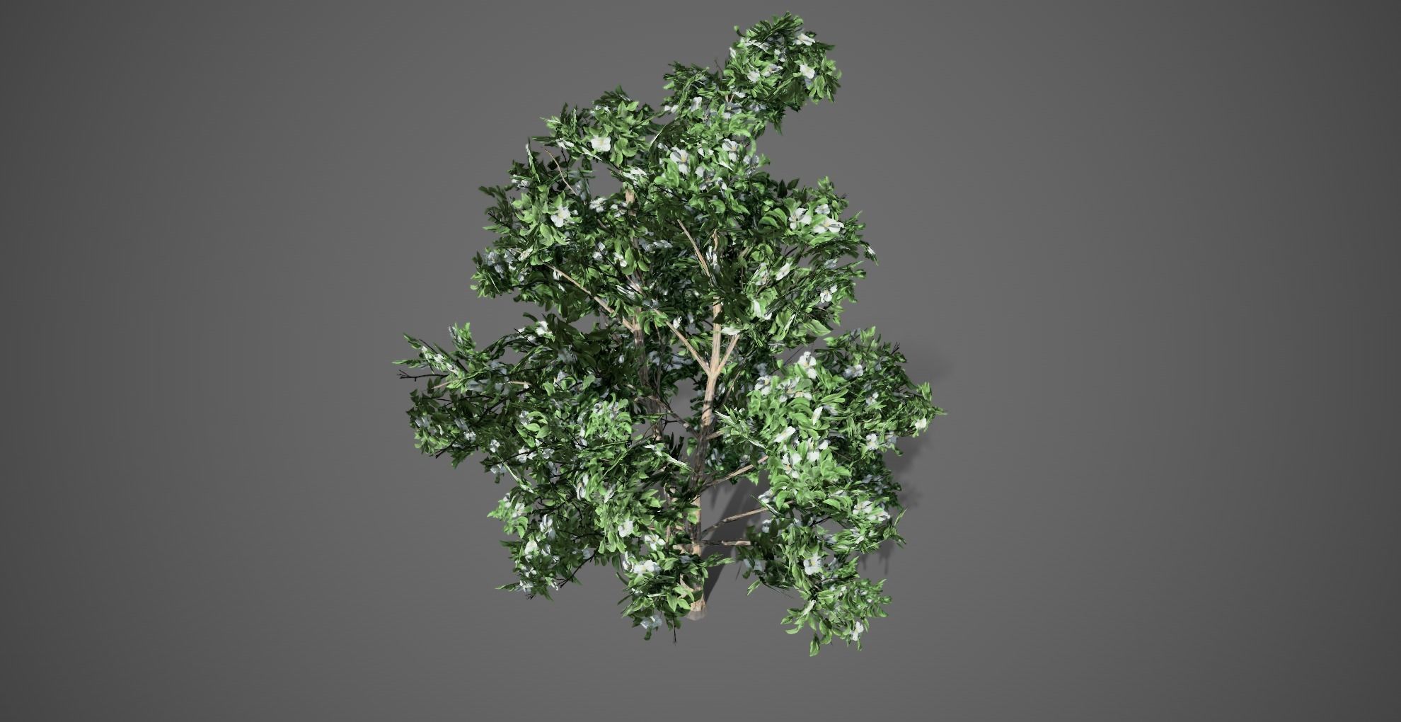 Korean Stewartia Spring Tree Low-poly 3D model_3