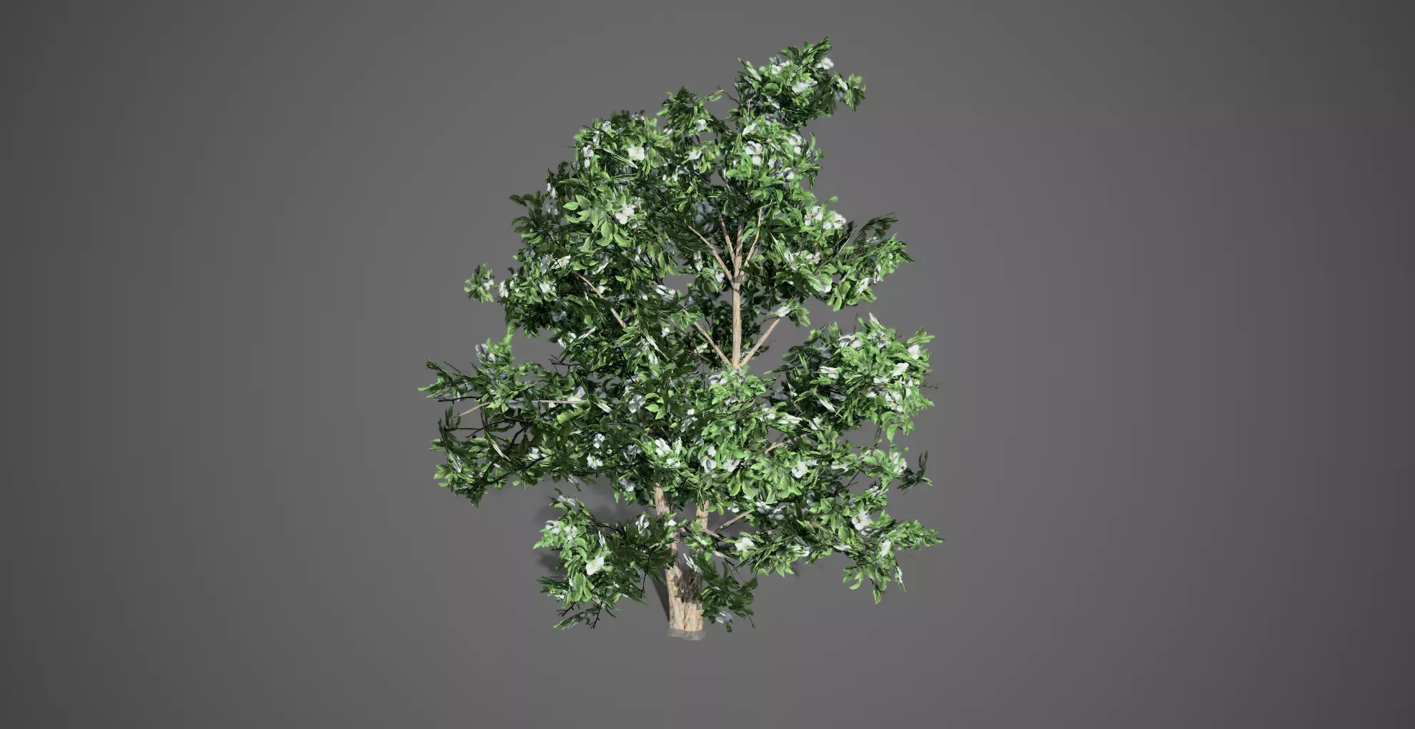 Korean Stewartia Spring Tree Low-poly 3D model_0