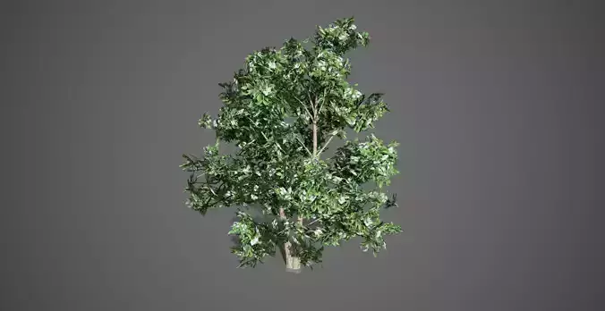 Korean Stewartia Spring Tree Low-poly 3D model