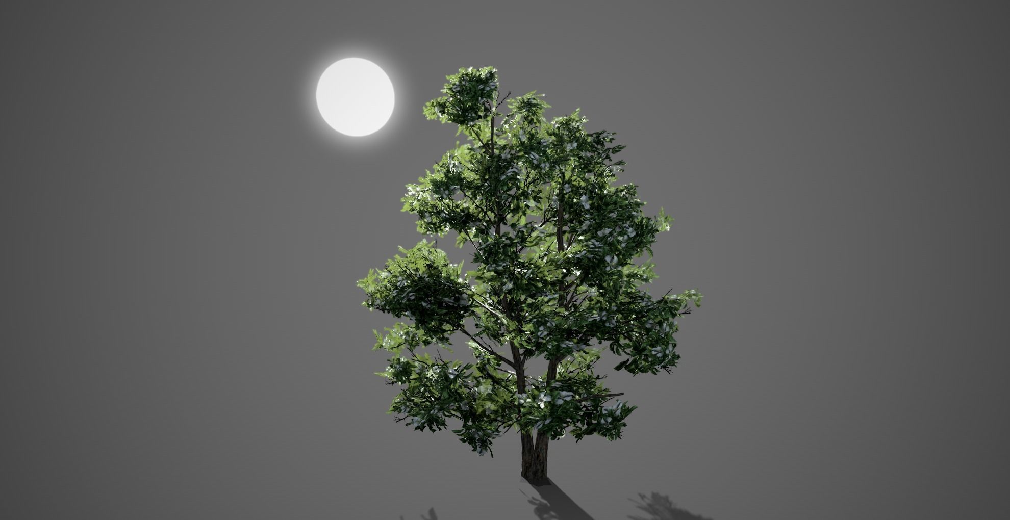 Korean Stewartia Spring Tree Low-poly 3D model_5